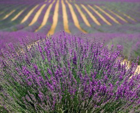 La provence